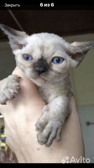 Кошечка куколка девон рекс голубоглазая