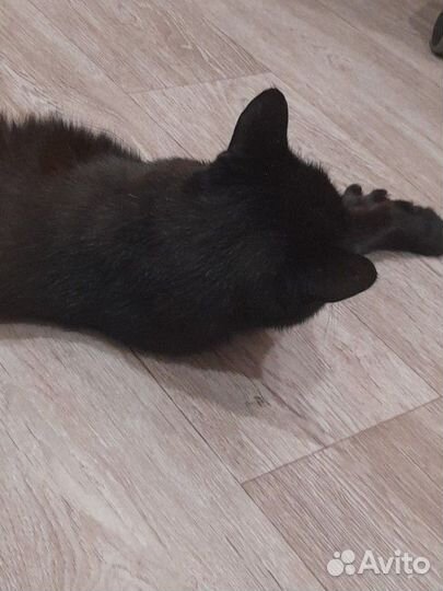 Кошка чёрная