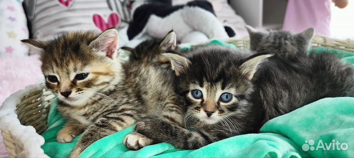 Котята 1 месяц