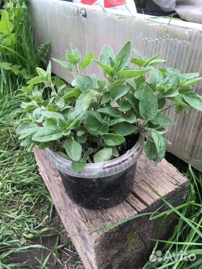 Душица, орегано, ладанка, материнка