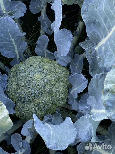 Капуста брокколи