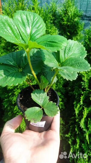 Продаем Рассаду Клубники