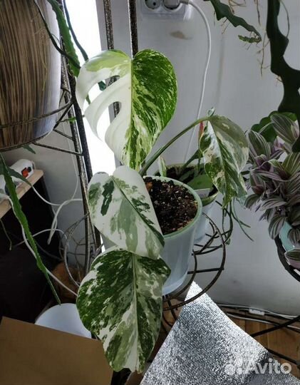 Монстера Альба