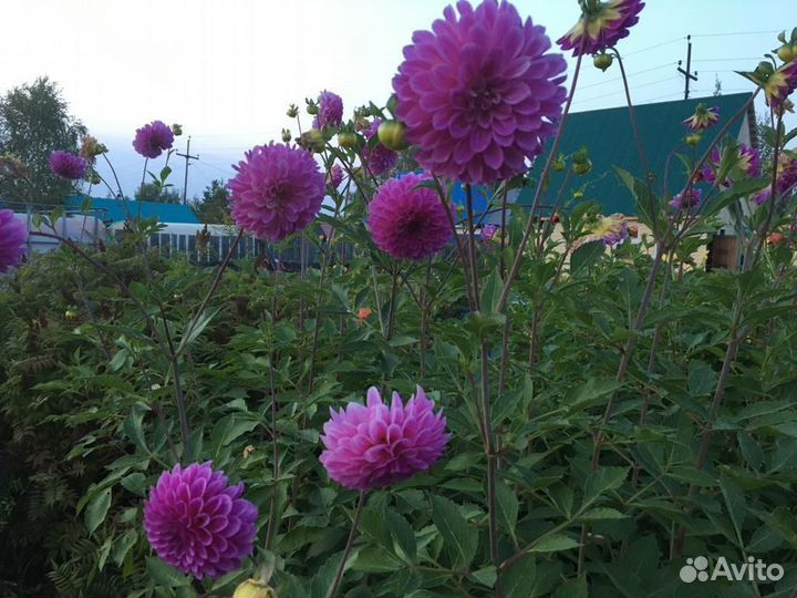 Георгины клубни