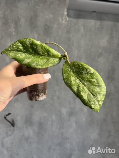 Хойя Лиза, триколор и хешкелиана вариегатная