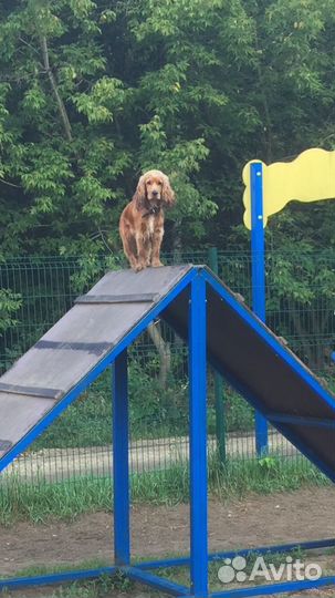 Передержка собак «Догситтер»