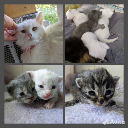 Кошка с котятами ищут дом (из ветклиники)