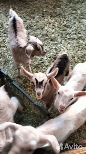 Козы и козлята