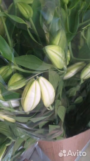 Лилии Букет лилий Доставка