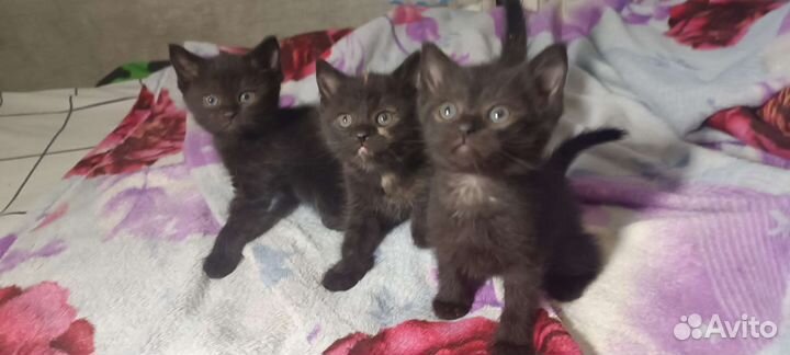 Котята в добрые руки бесплатно