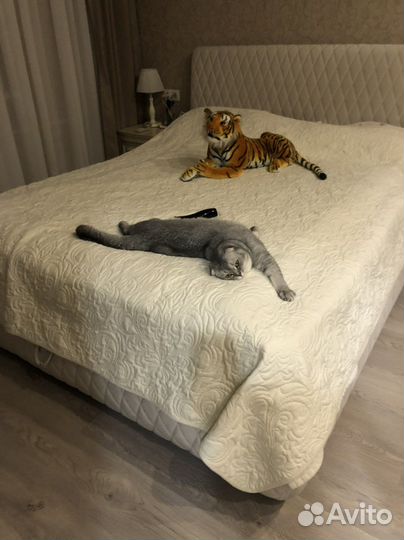 Шотландский кот вязка