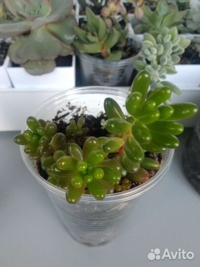 Комнатные цветы