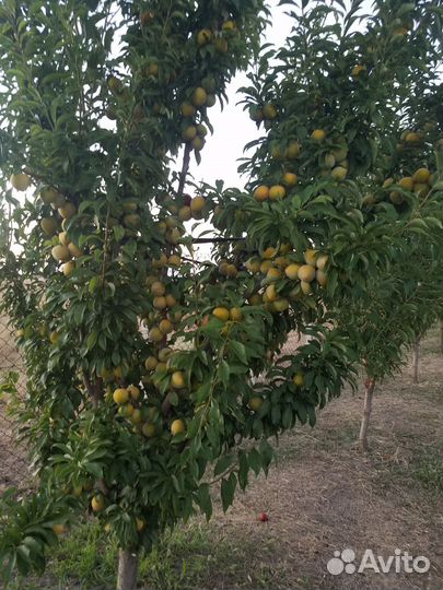 Яблоки гала