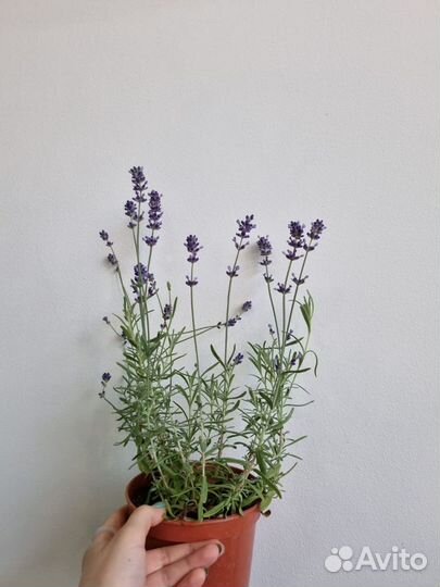 Лаванда цветущая / комнатная лаванда