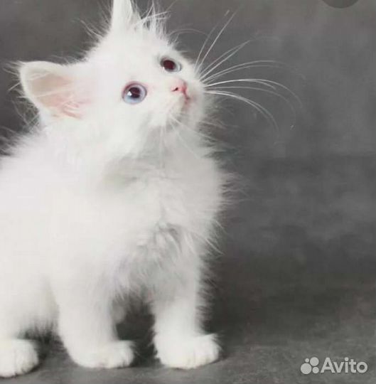 Сибирская кошка