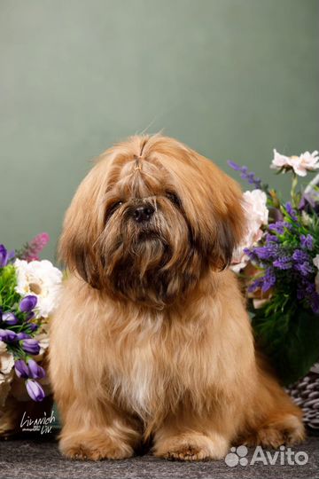 Услуги Кинолога