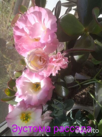 Эустома рассада, эхинацея розовая, золотая