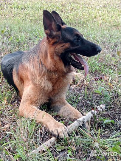 Немецкая овчарка вязка