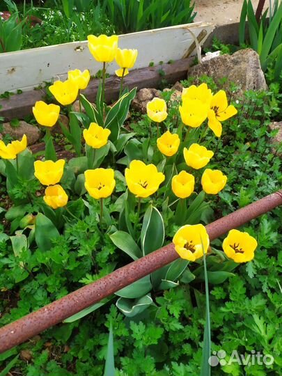 Желтые тюльпаны