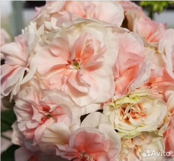 Пеларгония герань сортовая