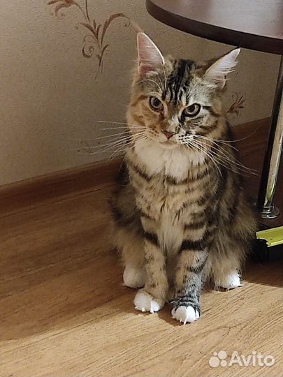 Котята мейн-кун