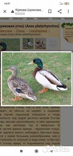 Дикая утка кряква