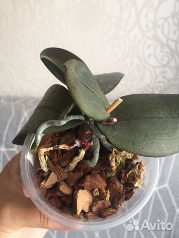 Орхидея фаленопсис Дасти Бель