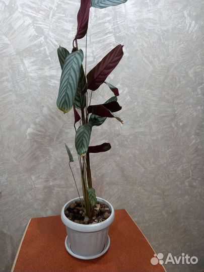 Цветок Ктенанта