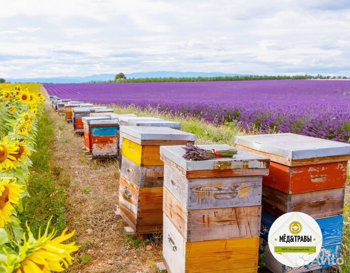 Мёд натуральный Алтайский 80 сортов Высший сорт
