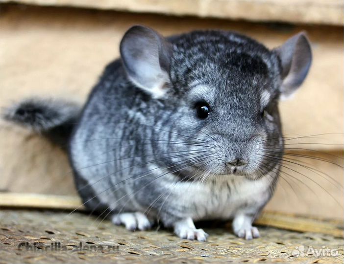 Продам шиншил