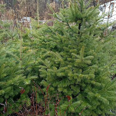 Пихта сибирская саженцы