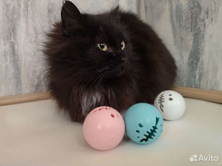 Кошка в дар