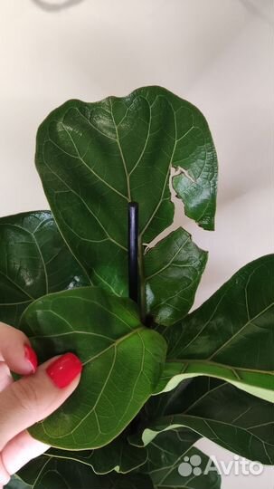 Фикус лирата бамбино