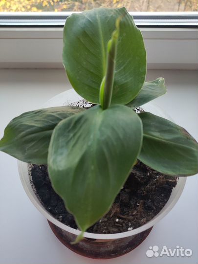 Банан комнатный (малыши)