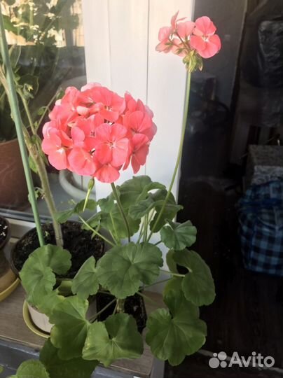 Молодое растение пеларгонии /герани