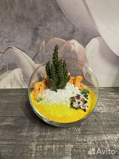 Флорариум суккуленты,живые цветы