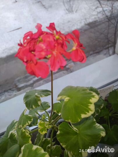 Пеларгонии