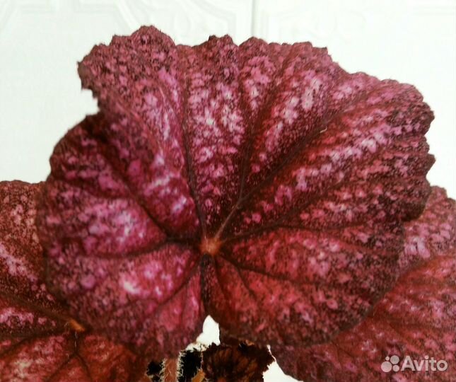 Новинки Сорта ел- км