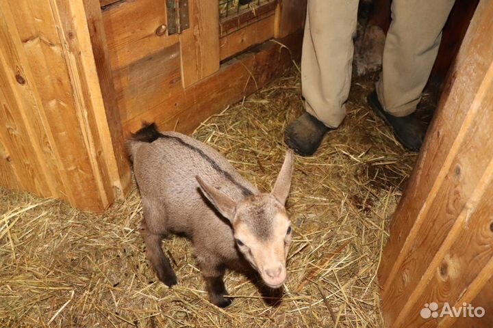 Камерунские козочки 6 мксяцев