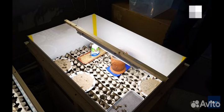 Инкубатор для насекомых сверчков