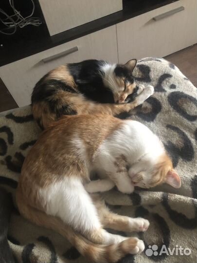 Молодые кошечки