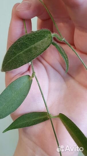 Хойи-пушистики. Опушённые хойи