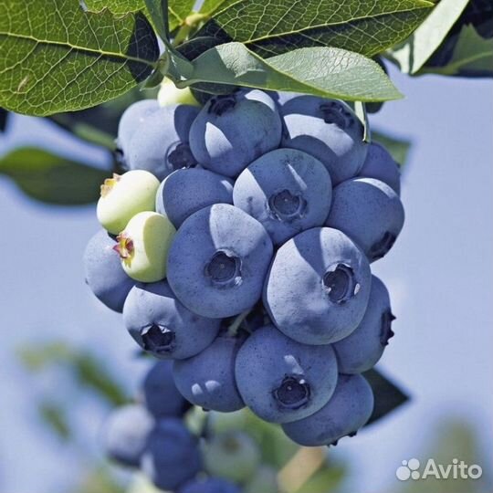 Голубика сорт Торо