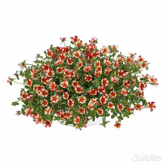 Портулак ампельный. Персиковая звезда