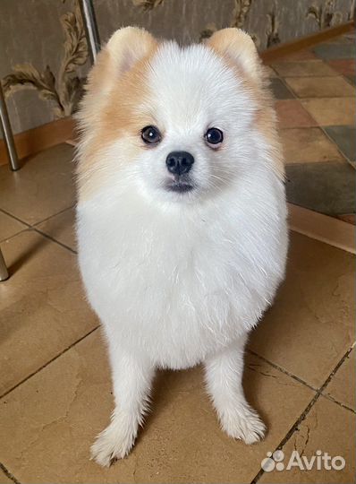 Померанский шпиц