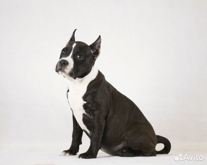 Черно-белая девочка 2,5 мес