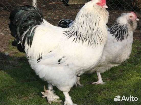 Брама мрамор, кохинхин, лакиданзци