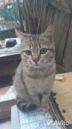 Скромная и нежная кошечка ищет дом