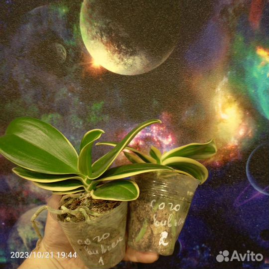 Орхидеи и другие цветы