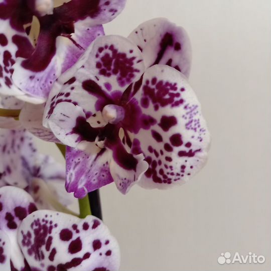 Орхидея фаленопсис биг лип в ассортименте цветущие